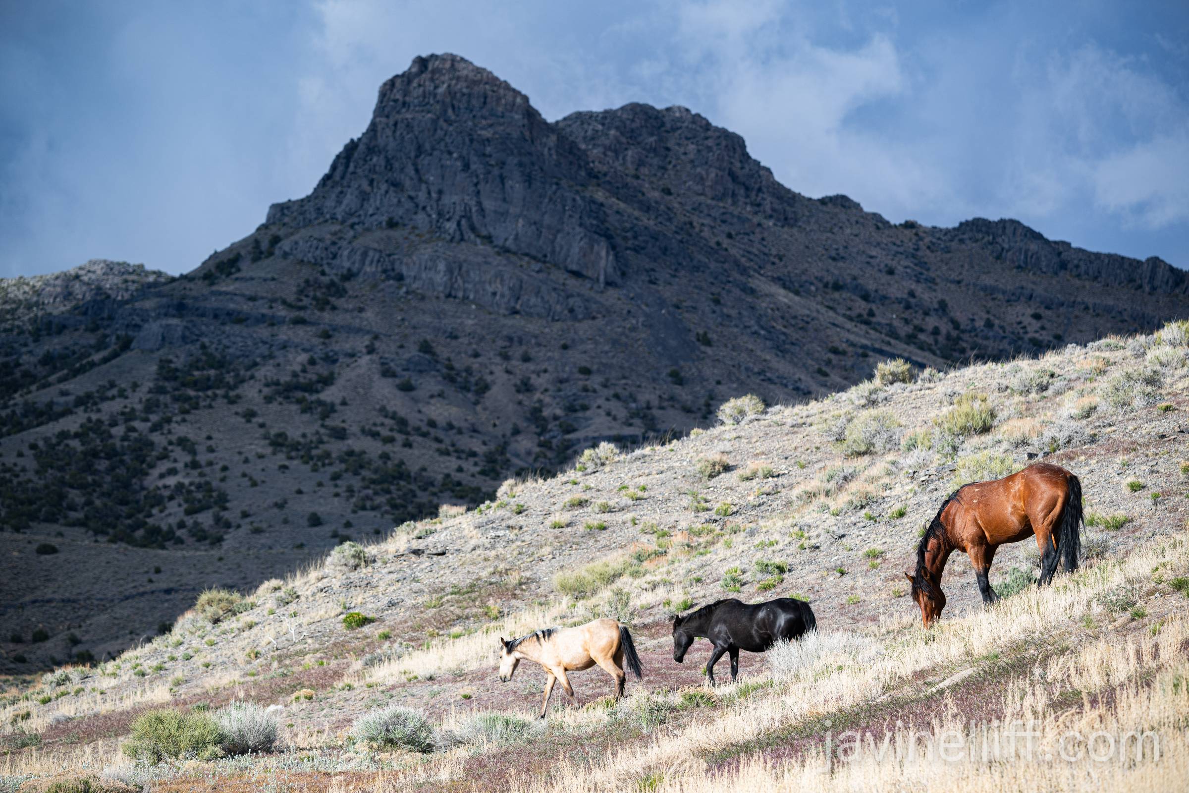 Mountain Horses A family of wild horses graze with rocky peaks in the background.